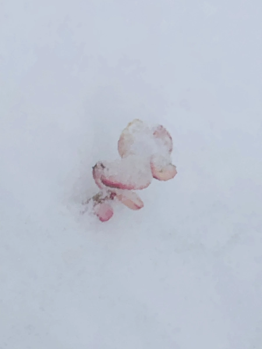 IMG_3334.jpg?type=w966