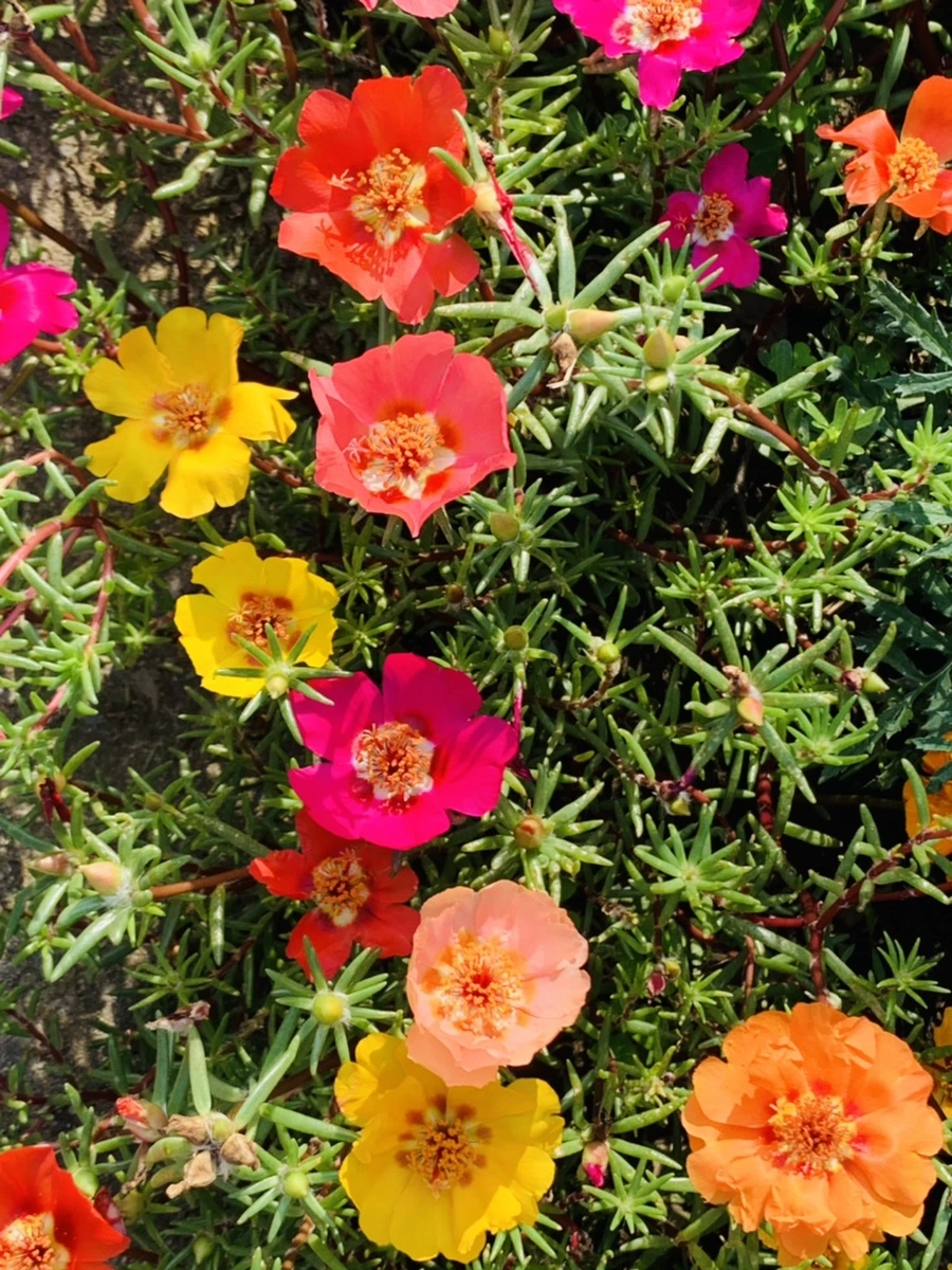 IMG_6660.jpg?type=w966