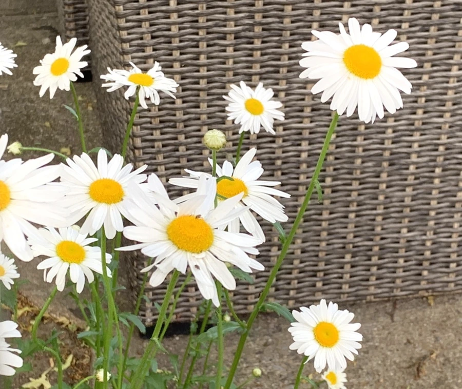 IMG_5517.jpg?type=w966