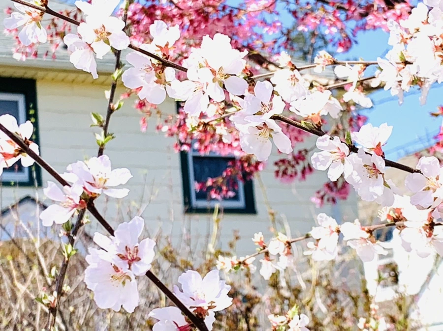 IMG_8104.jpg?type=w966