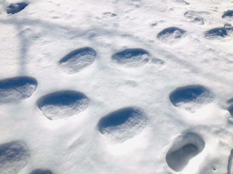 IMG_3001.jpg?type=w966