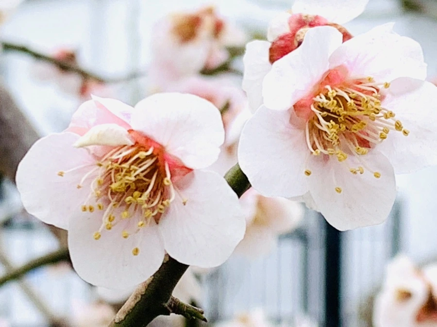 IMG_3582.jpg?type=w966