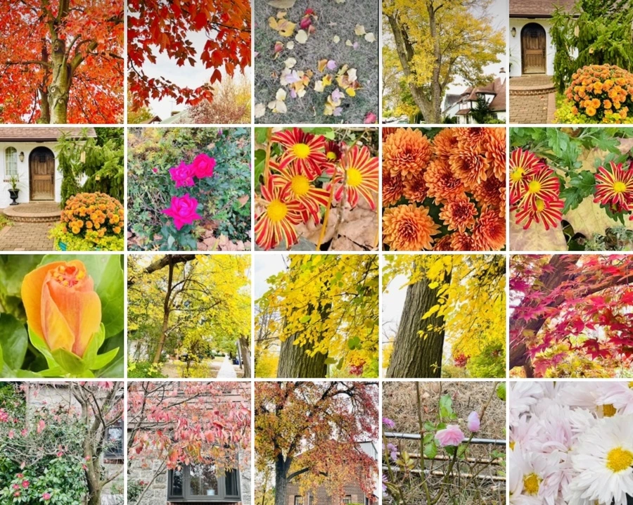 IMG_2516.jpg?type=w966