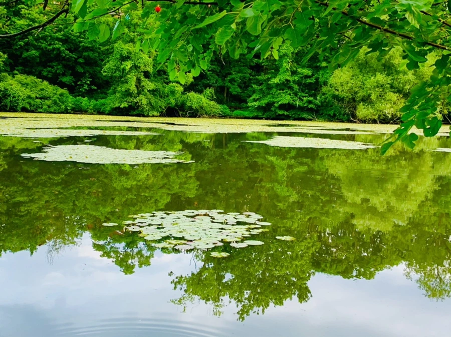 IMG_2995.jpg?type=w966