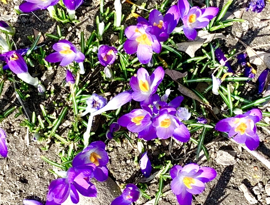 IMG_1298.jpg?type=w966