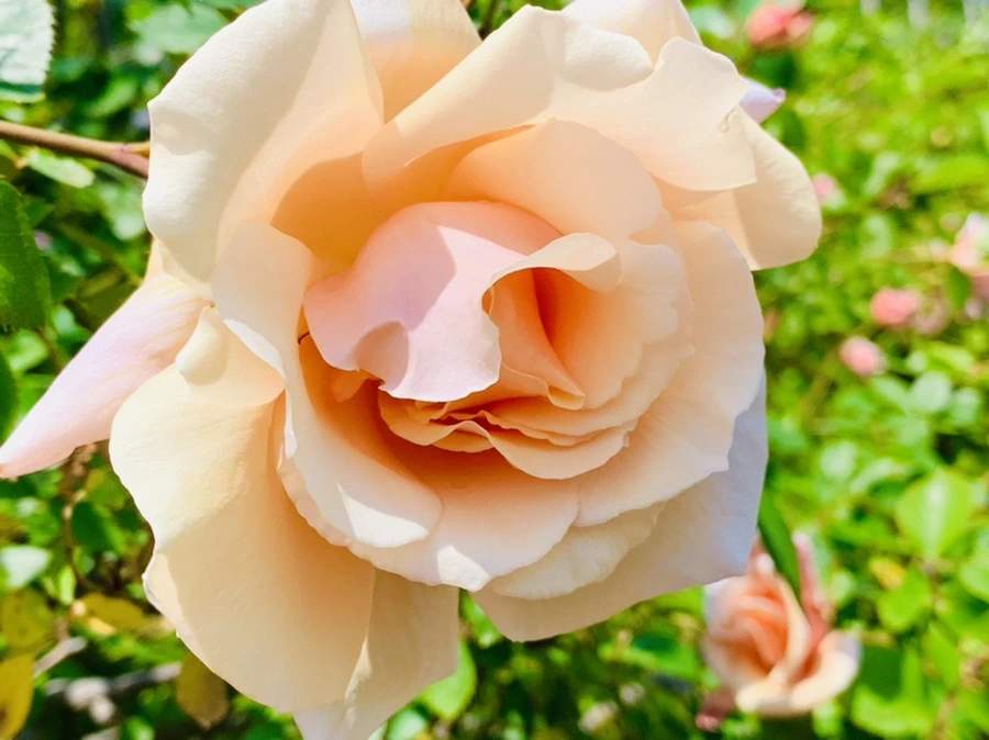 IMG_4291.jpg?type=w966