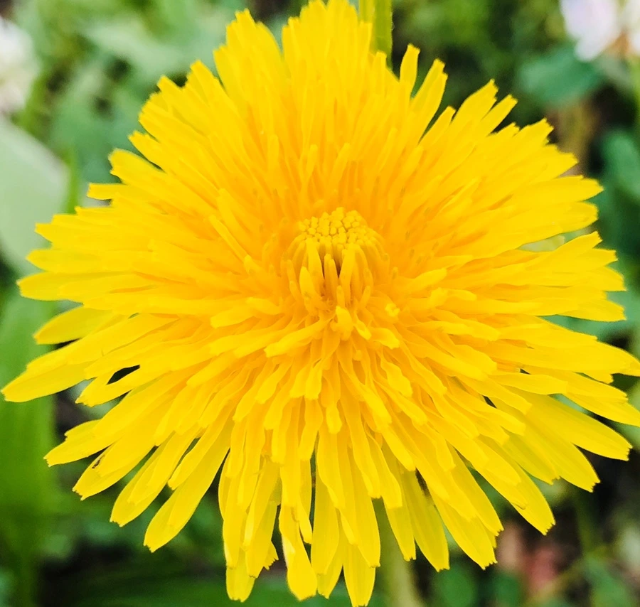 IMG_8329.jpg?type=w966