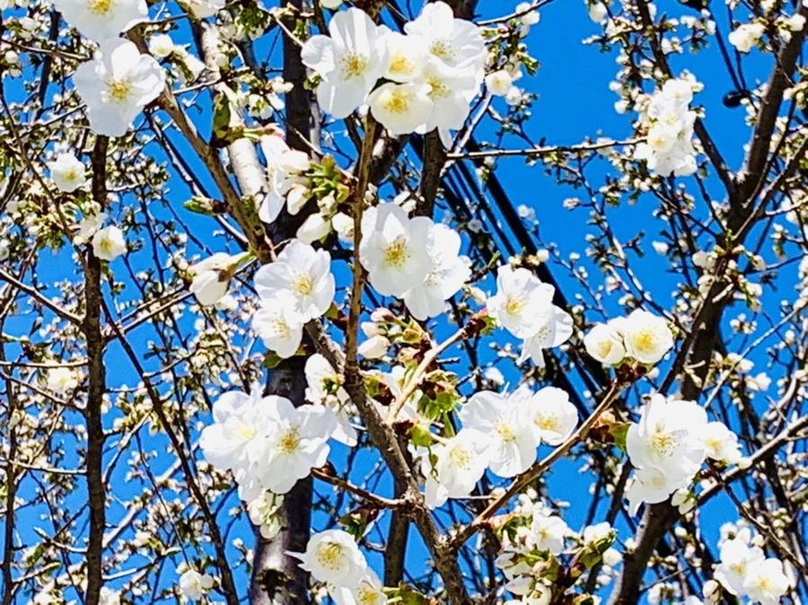 IMG_8017.jpg?type=w966