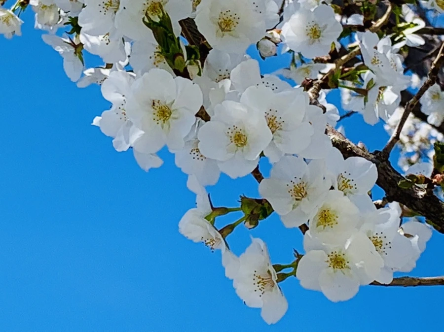 IMG_8403.jpg?type=w966