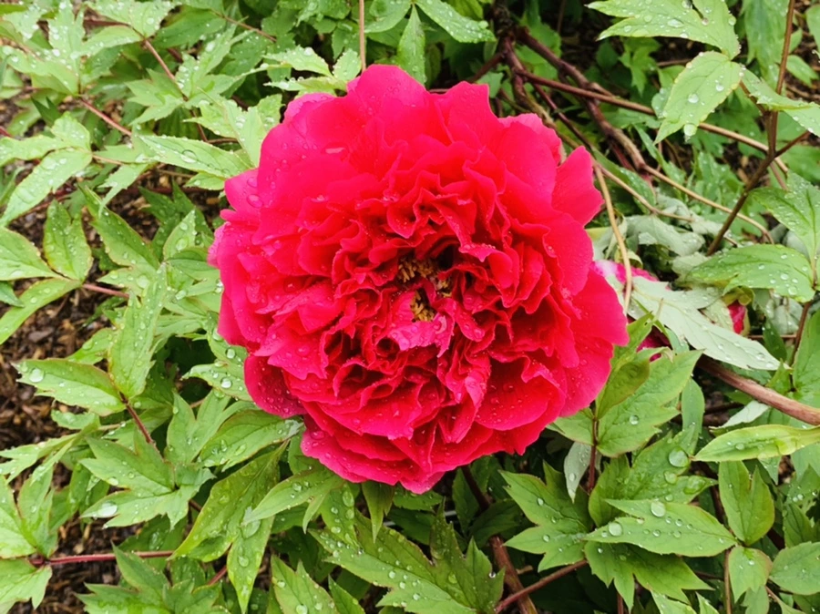 IMG_9978.jpg?type=w966