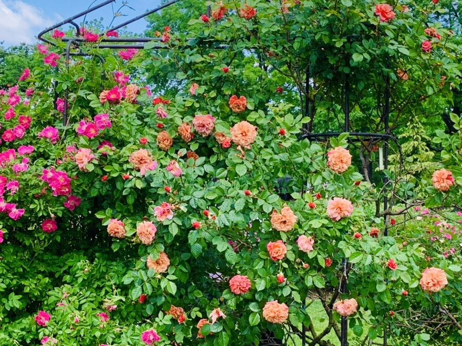 IMG_5832.jpg?type=w966