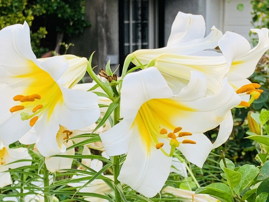 IMG_5949.jpg?type=w966