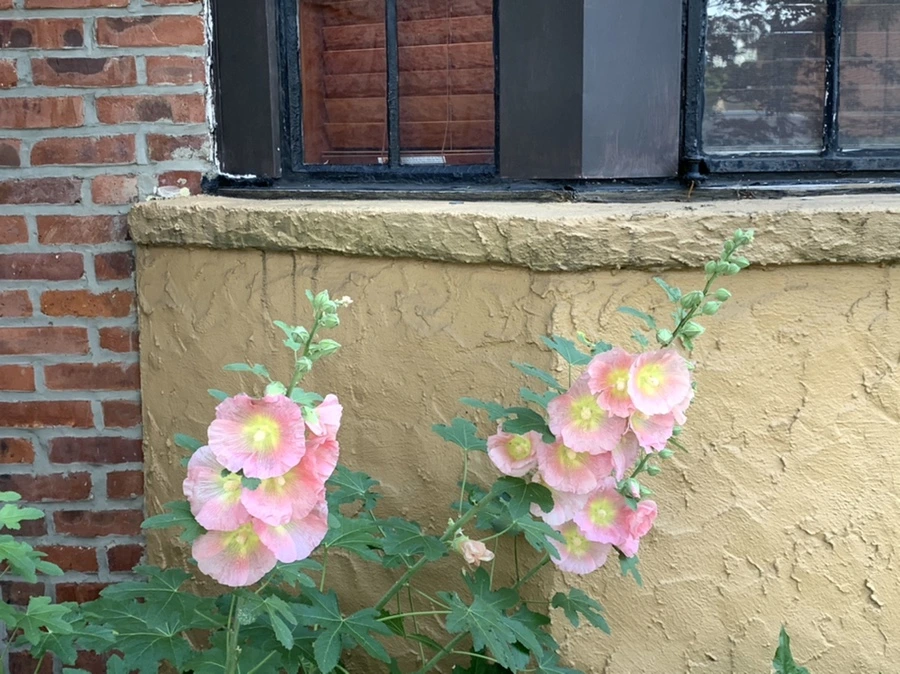 IMG_5245.jpg?type=w966