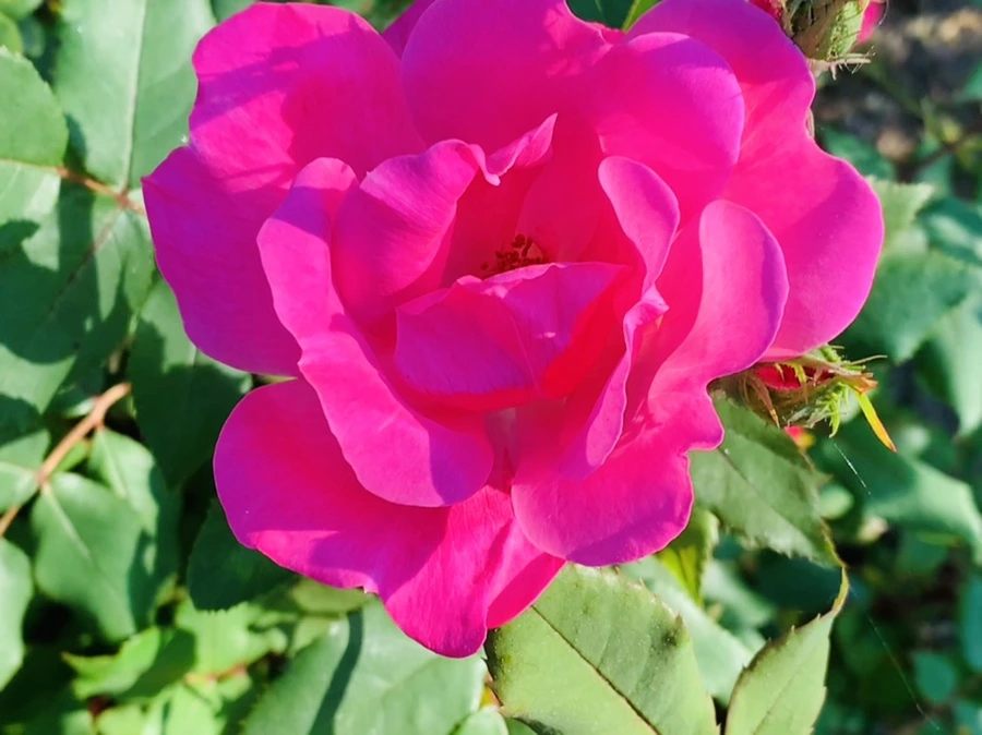 IMG_4594.jpg?type=w966