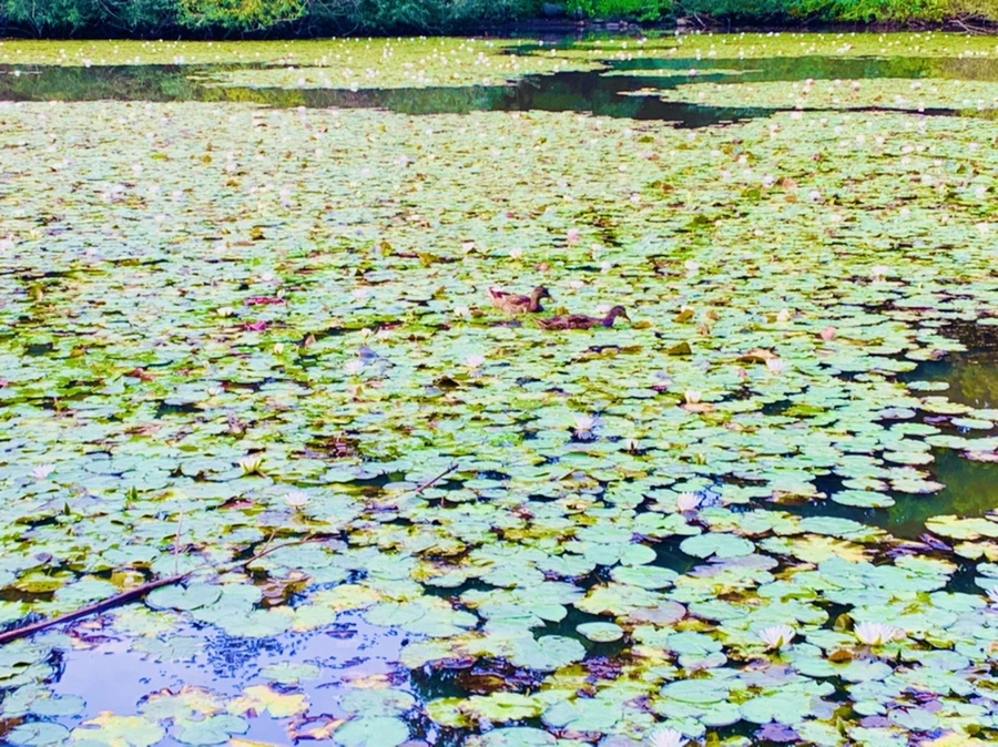 IMG_1849.jpg?type=w966