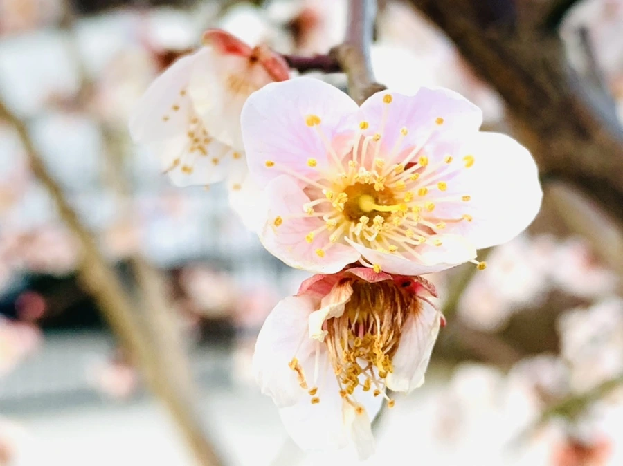 IMG_2252.jpg?type=w966