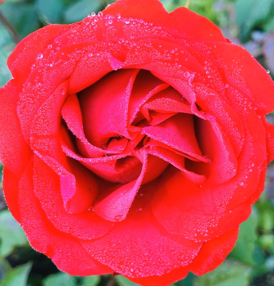 IMG_9042.jpg?type=w966