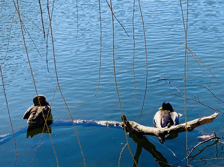 IMG_8835.jpg?type=w966