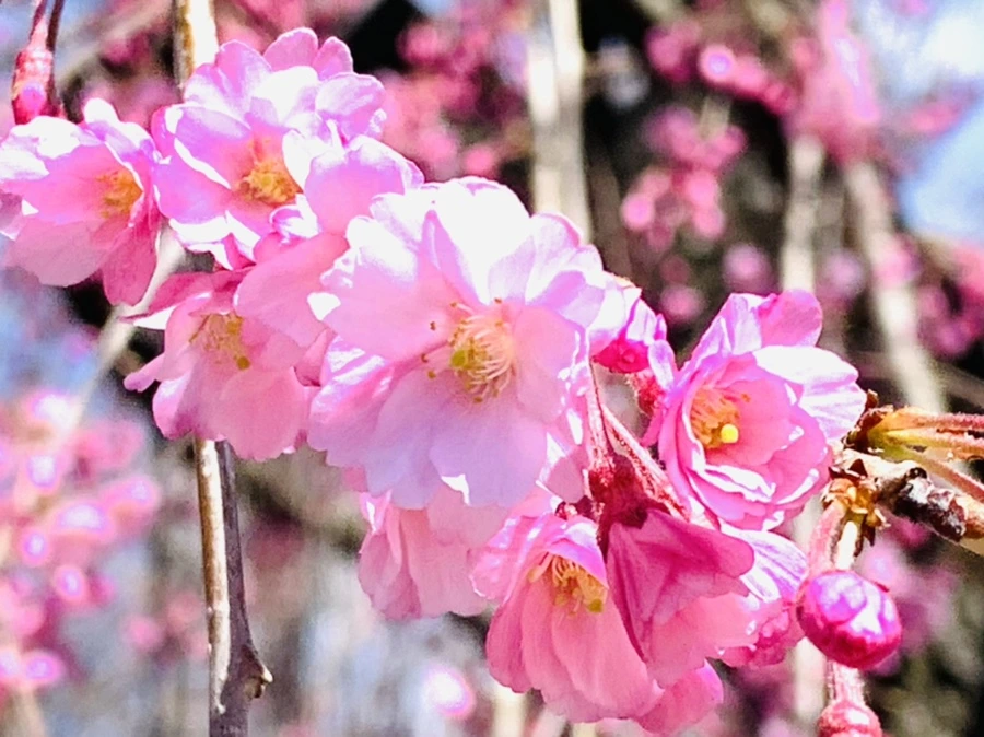 IMG_8322.jpg?type=w966