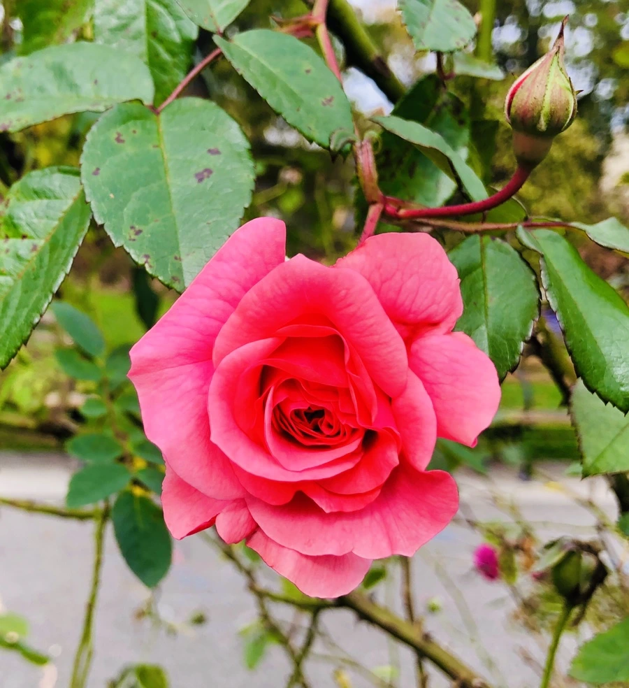 IMG_2853.jpg?type=w966