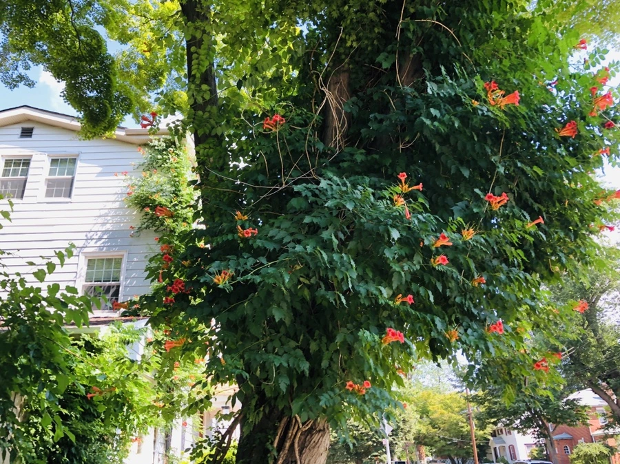 IMG_2025.jpg?type=w966