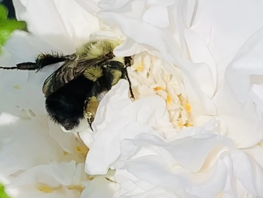 IMG_4168.jpg?type=w966