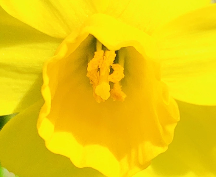 IMG_3425.jpg?type=w966