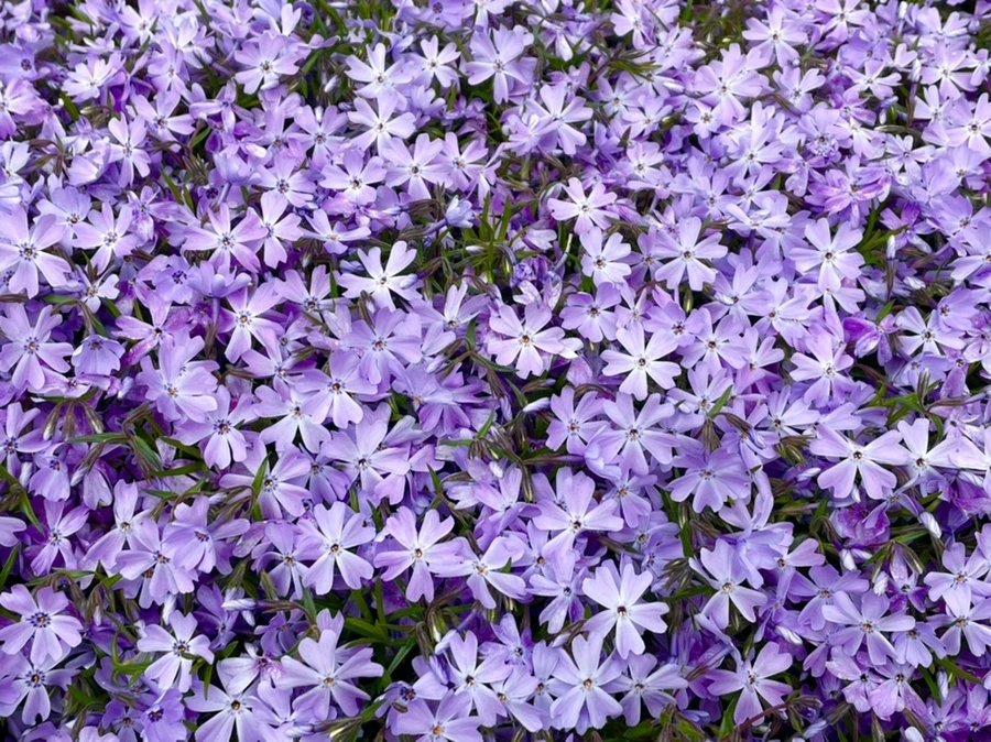 IMG_2438.jpg?type=w966