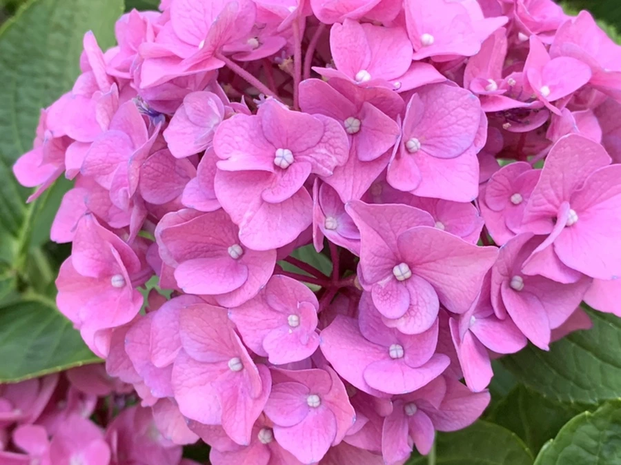 IMG_8314.jpg?type=w966