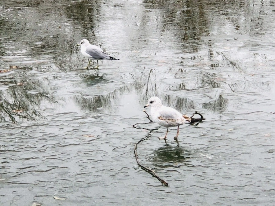 Lit1eN9f7VvjZwy_clMfcK3ehKA