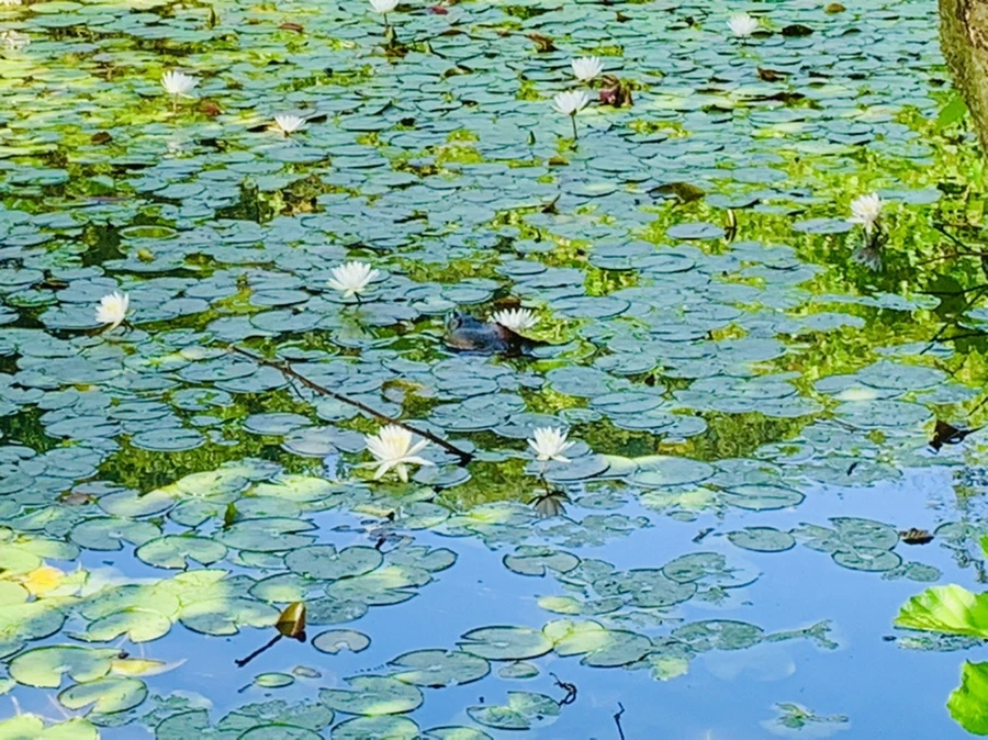 IMG_1295.jpg?type=w966