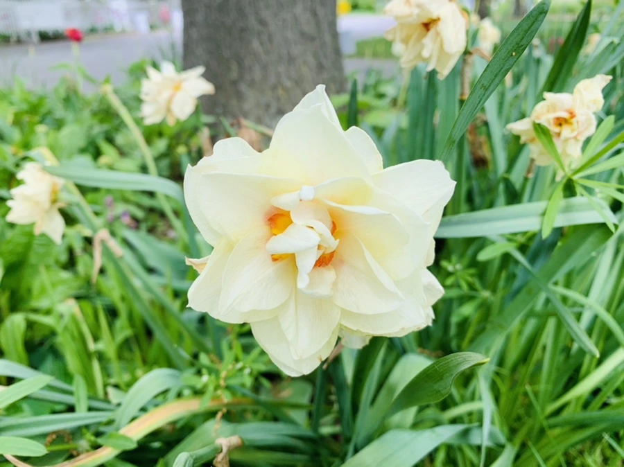 IMG_1275.jpg?type=w966