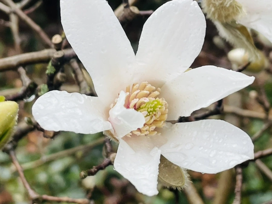 IMG_7359.jpg?type=w966