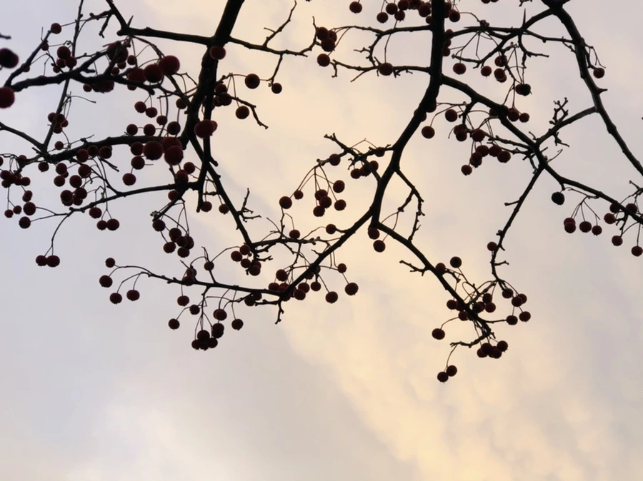 IMG_8227.jpg?type=w966