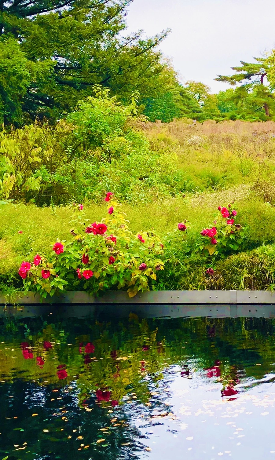 IMG_2200.jpg?type=w966