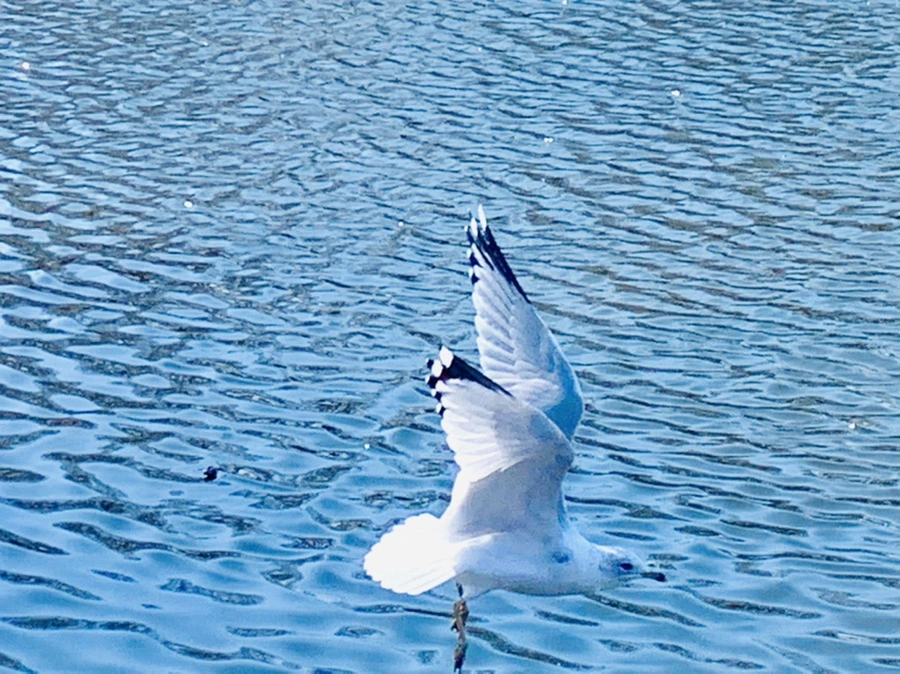 IMG_9375.jpg?type=w966