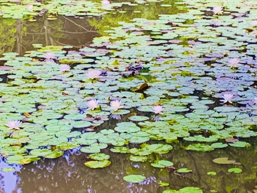 IMG_7177.jpg?type=w966