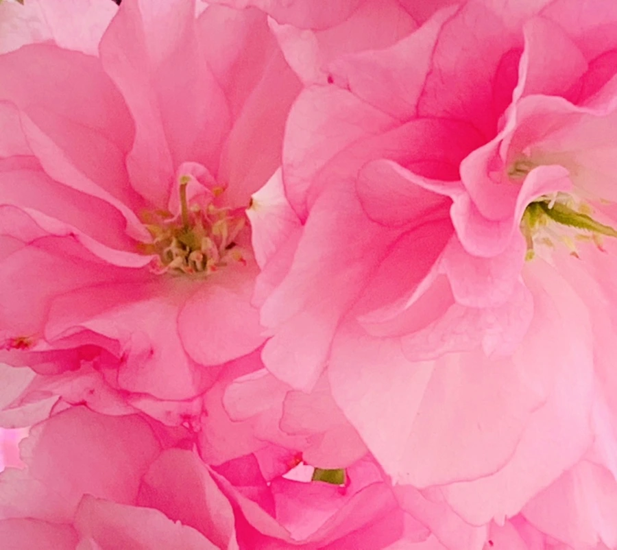 IMG_5495.jpg?type=w966