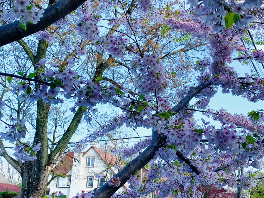 IMG_2630.jpg?type=w966