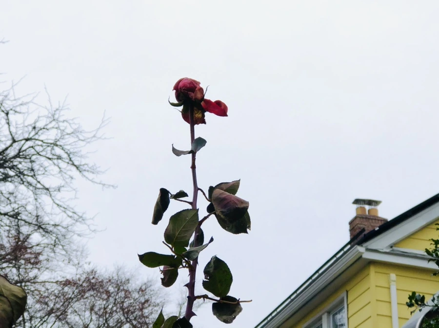 IMG_9058.jpg?type=w966