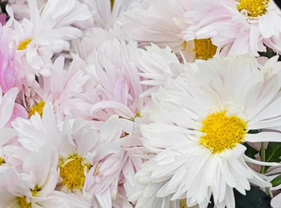 IMG_2486.jpg?type=w966