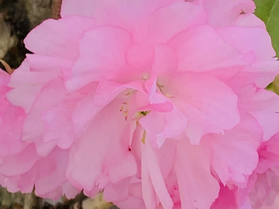 IMG_7362.jpg?type=w966