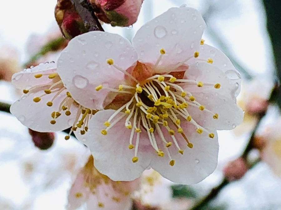 IMG_1833.jpg?type=w966