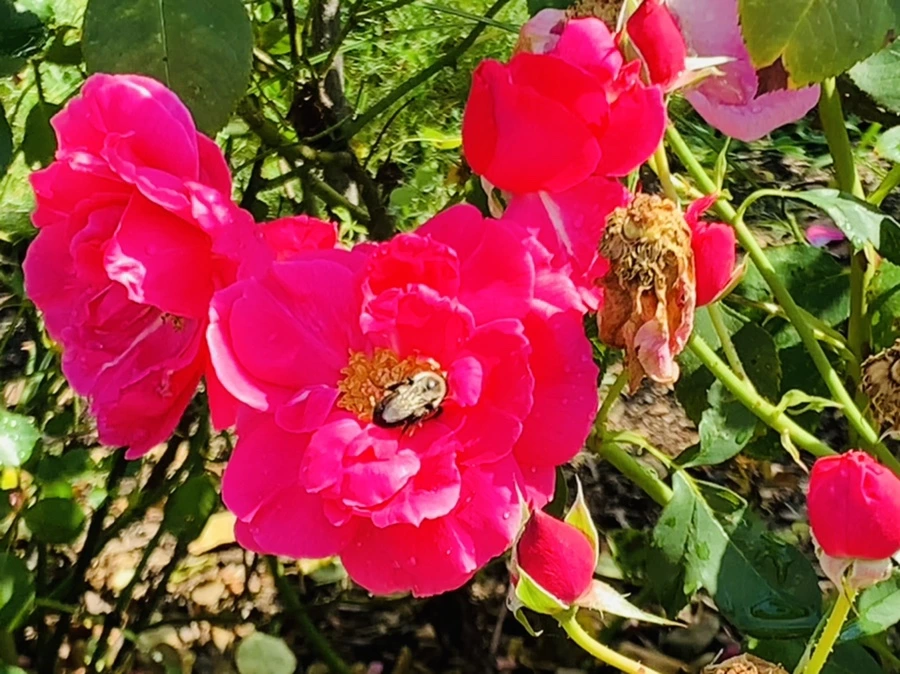 IMG_8443.jpg?type=w966