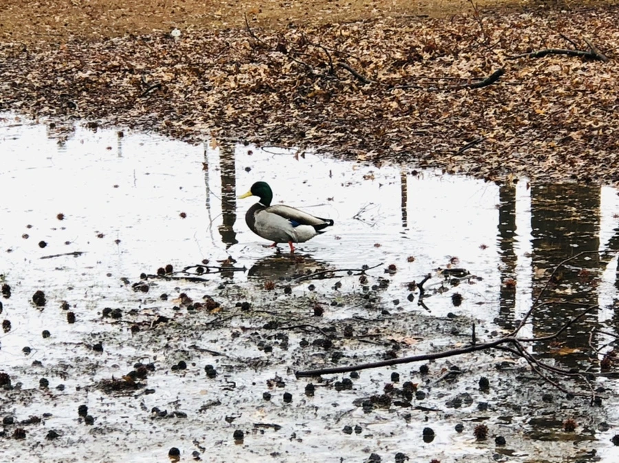 IMG_5664.jpg?type=w966