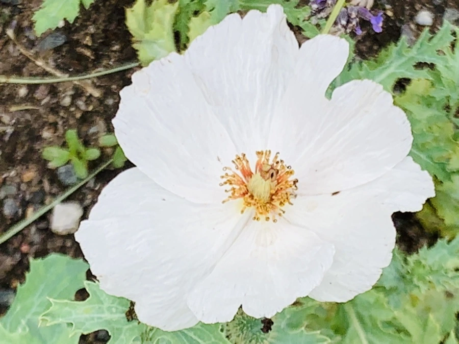 IMG_9483.jpg?type=w966