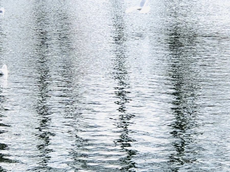 IMG_8747.jpg?type=w966