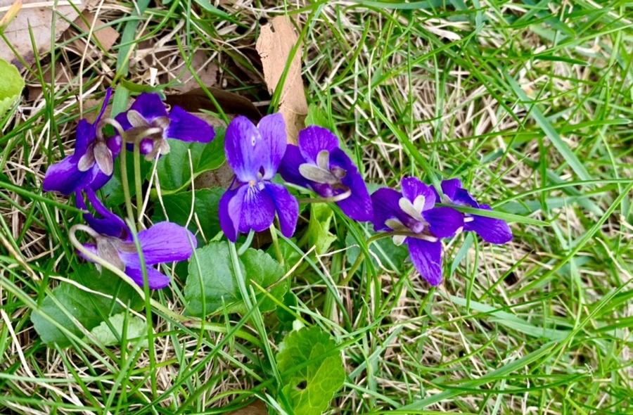 IMG_6676.jpg?type=w966