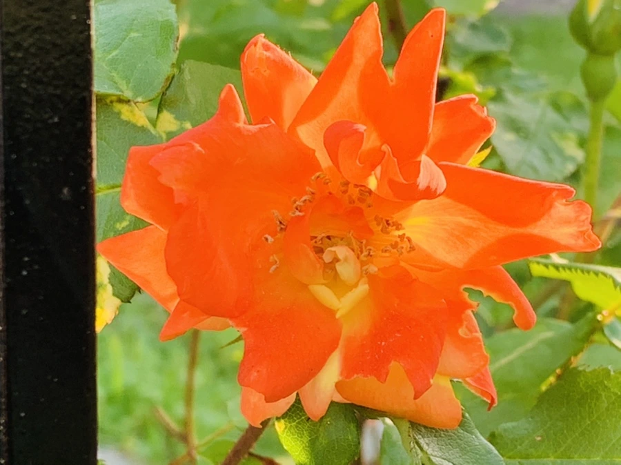 IMG_3289.jpg?type=w966