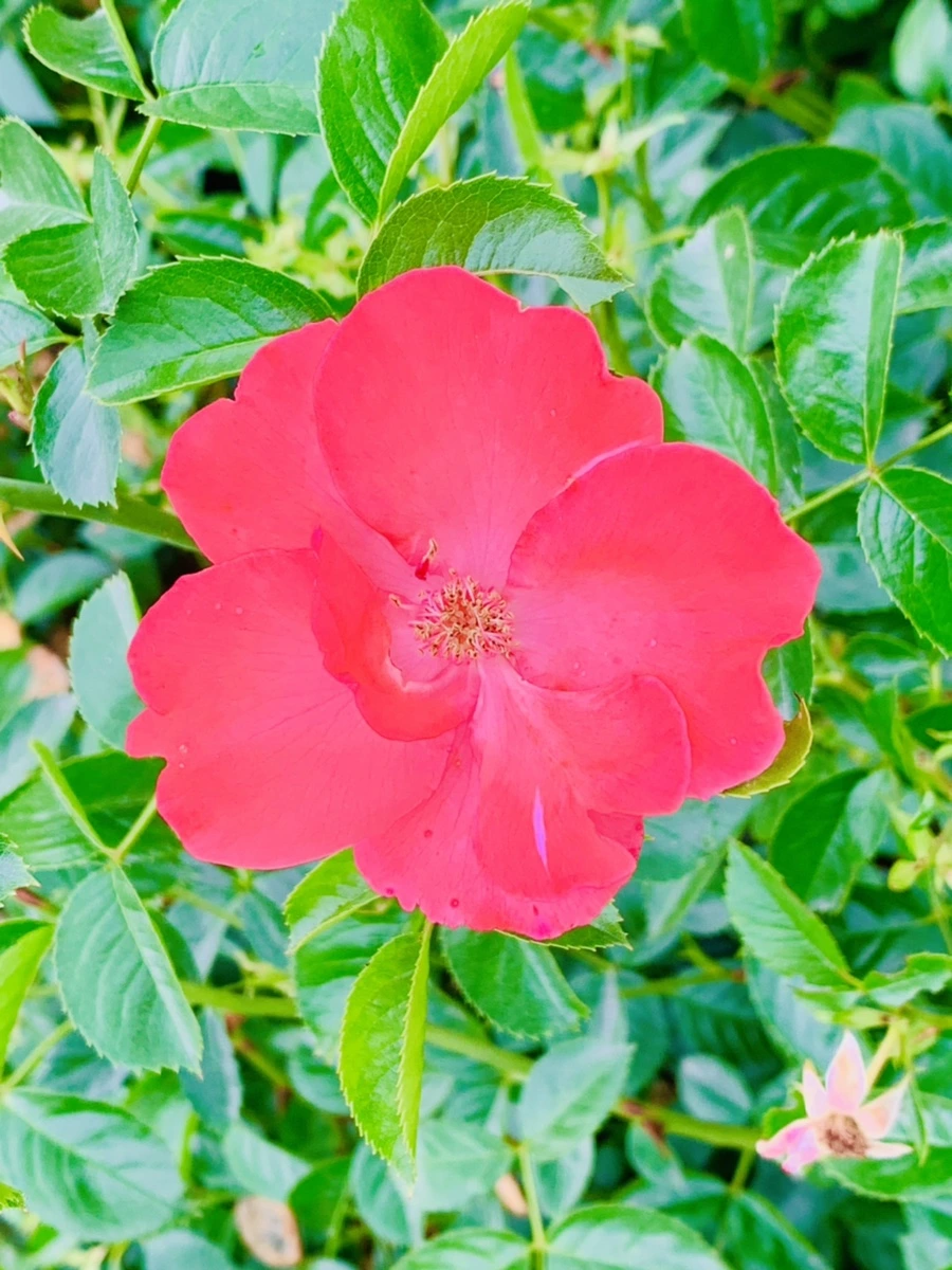 IMG_2684.jpg?type=w966